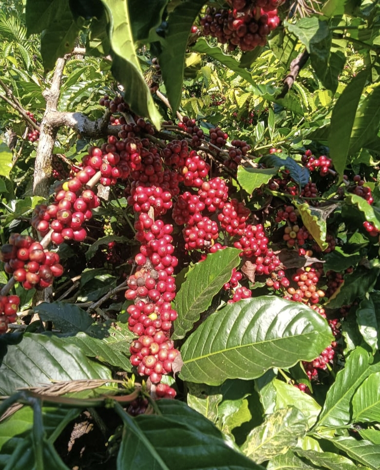 ಕಾಫಿ ಹಣ್ಣು