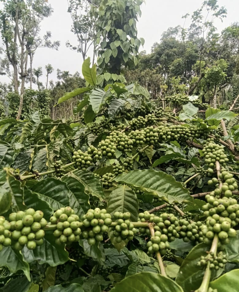 ಕಾಫಿ ಕಾಯಿ